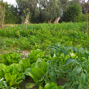 Agriturismo Aromi e Sapori - insalate