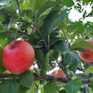 Agriturismo Aromi e Sapori - frutteti