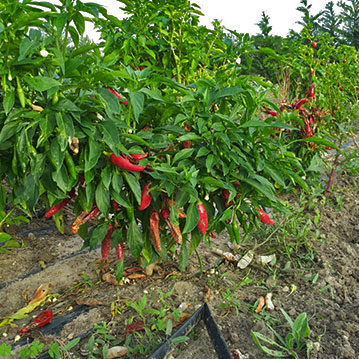 Agriturismo Aromi e Sapori - peperoncini