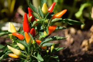 Agriturismo Aromi e Sapori peperoncini